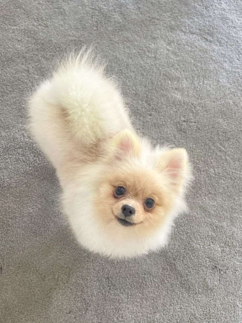 zuckersüße Pomeranian Zwergspitz zuckersüße Pomeranian Zwergspitz