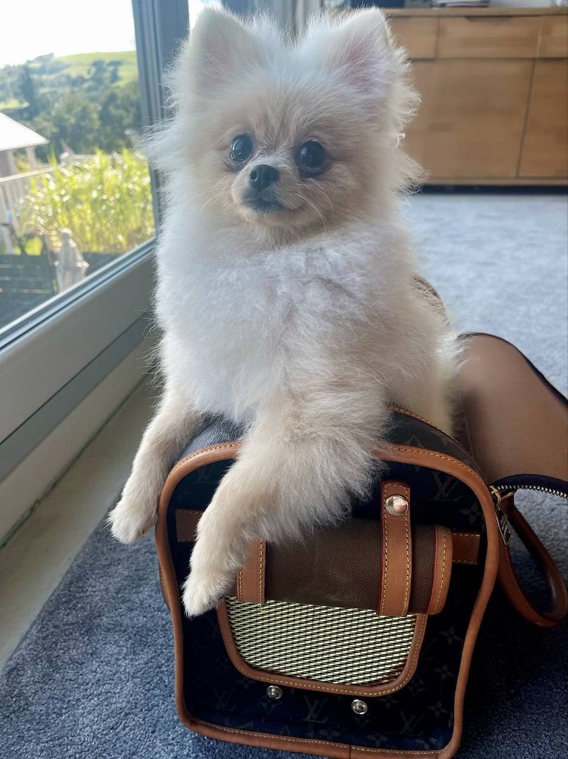 zuckersüße Pomeranian Zwergspitz zuckersüße Pomeranian Zwergspitz