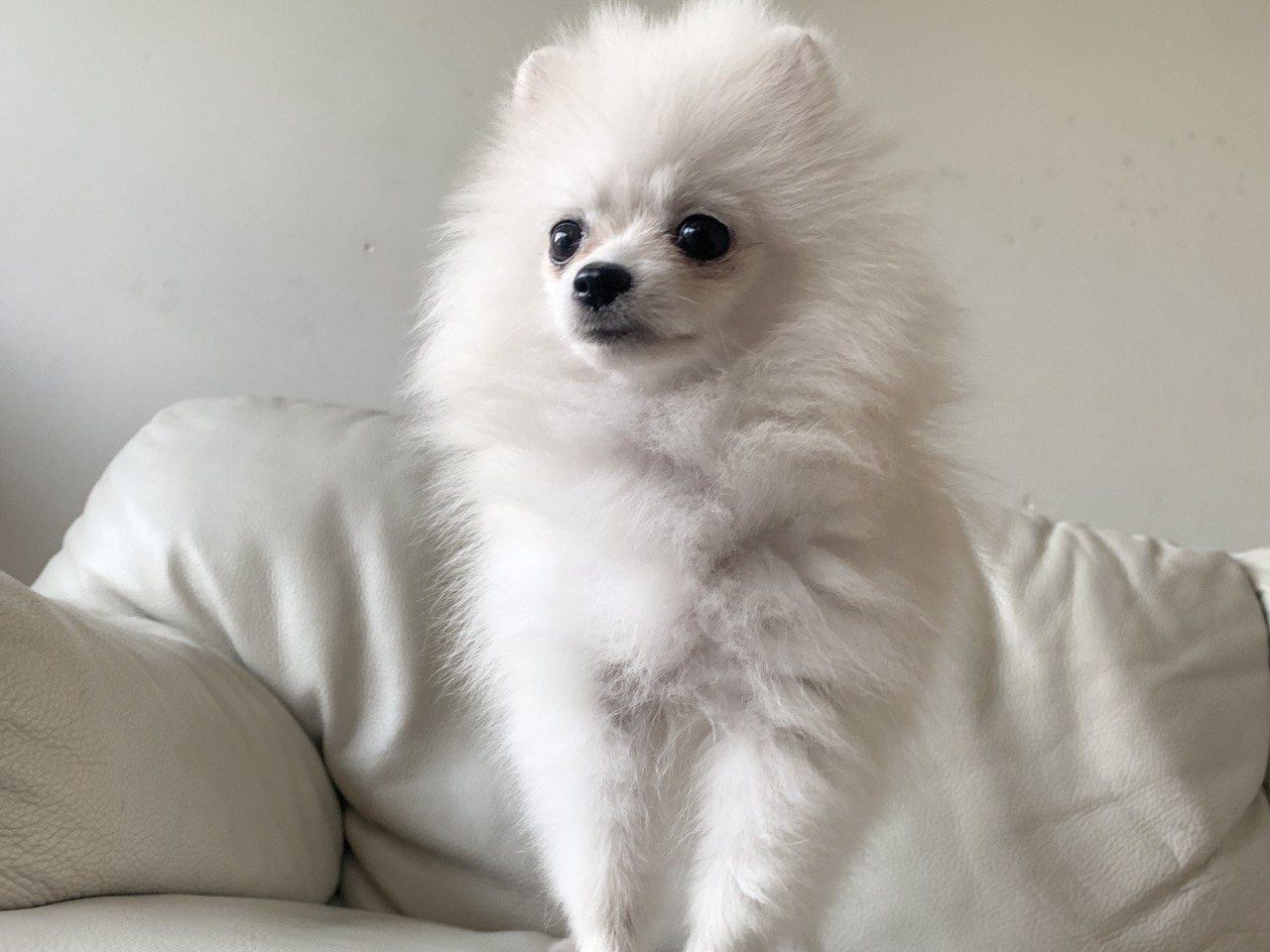 zuckersüße Pomeranian Zwergspitz zuckersüße Pomeranian Zwergspitz