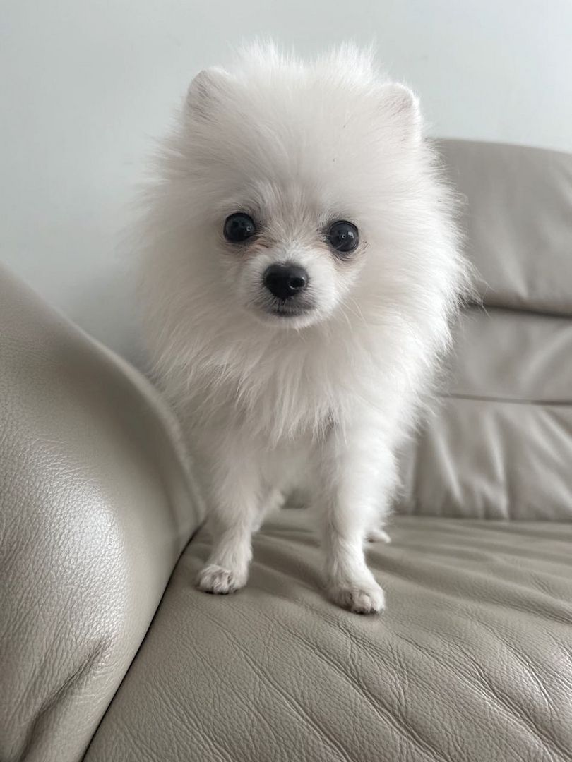 zuckersüße Pomeranian Zwergspitz zuckersüße Pomeranian Zwergspitz