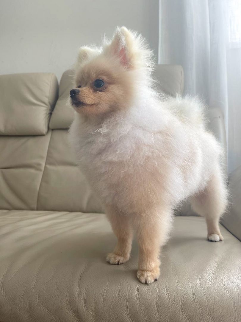 zuckersüße Pomeranian Zwergspitz zuckersüße Pomeranian Zwergspitz