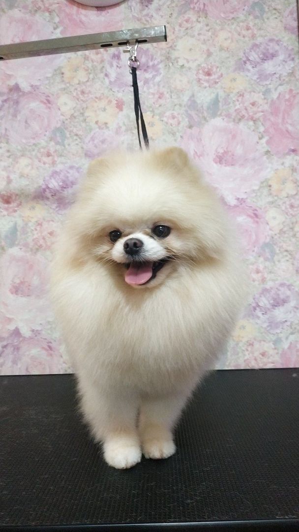 zuckersüße Pomeranian Zwergspitz zuckersüße Pomeranian Zwergspitz