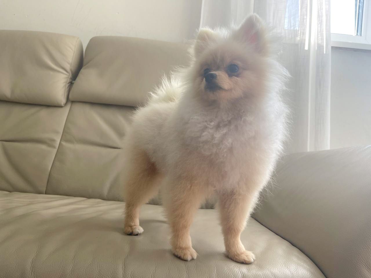 zuckersüße Pomeranian Zwergspitz zuckersüße Pomeranian Zwergspitz