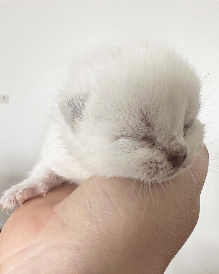 Wunderschöne reinrassige BKH Kitten