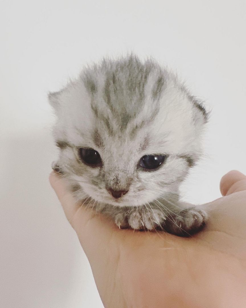 Wunderschöne reinrassige BKH Kitten