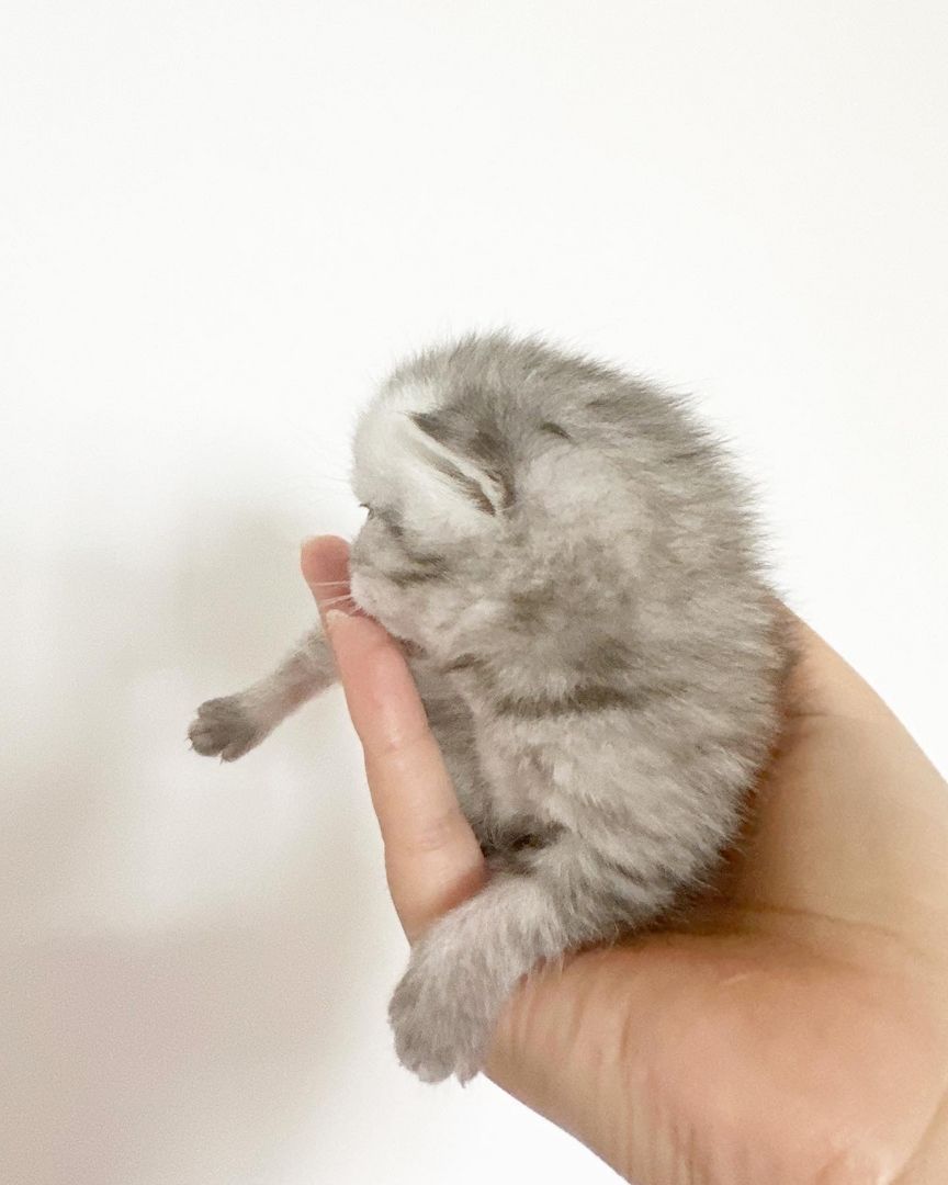 Wunderschöne reinrassige BKH Kitten