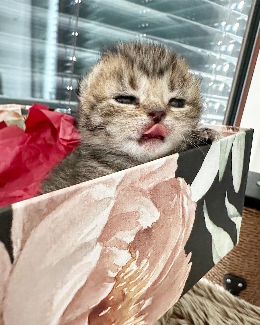 Wunderschöne reinrassige BKH Kitten