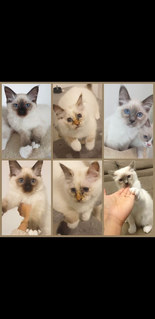 Reinrassige Heilige Birma Kitten dürfen ausziehen