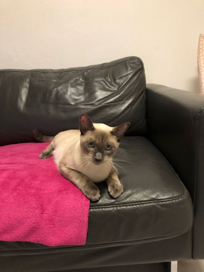 Siamkater Siamkater