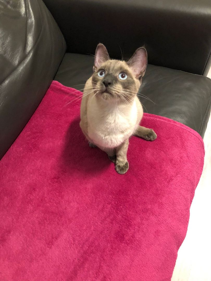 Siamkater Siamkater