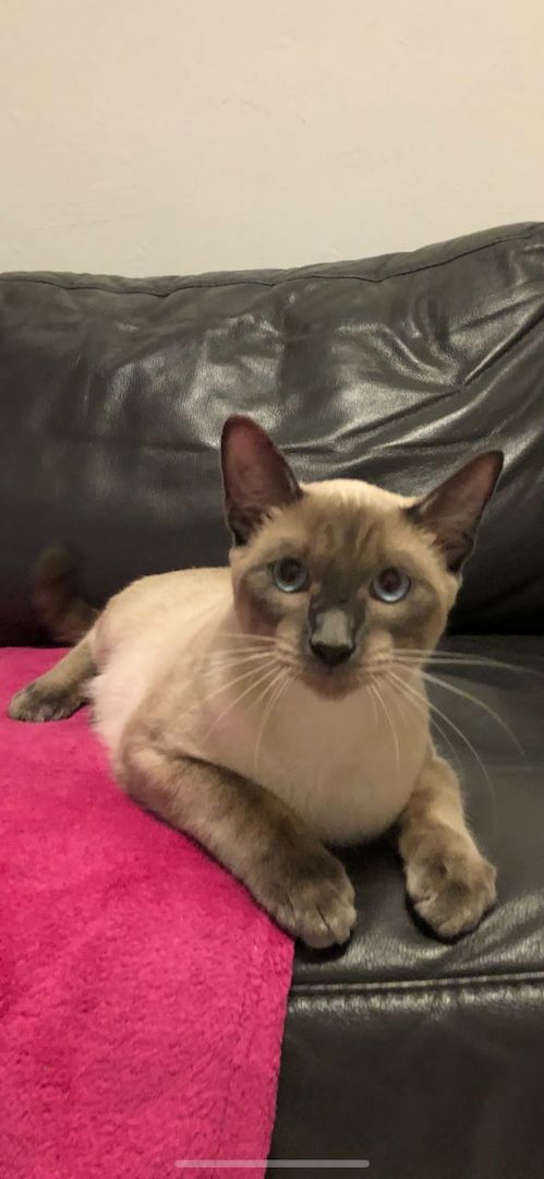 Siamkater Siamkater
