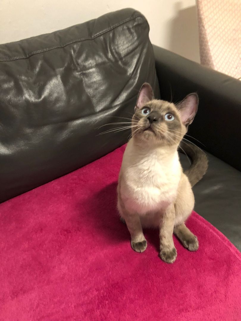 Siamkater Siamkater
