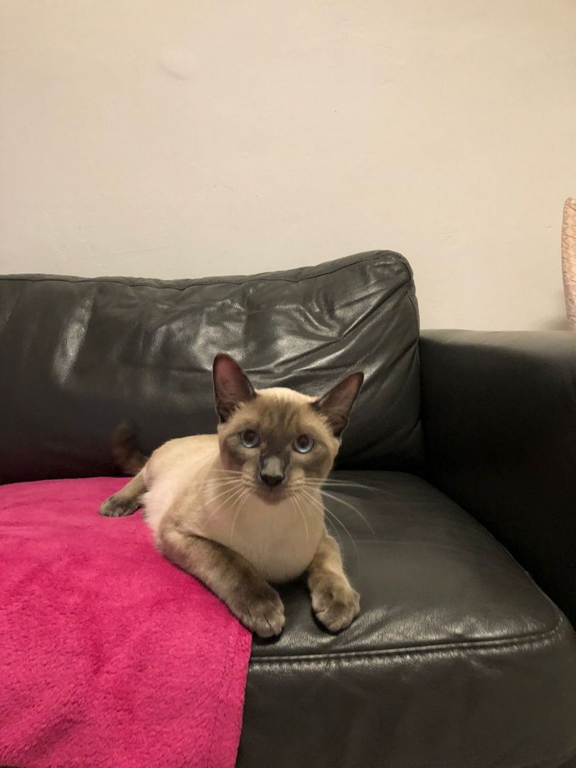 Siamkater Siamkater