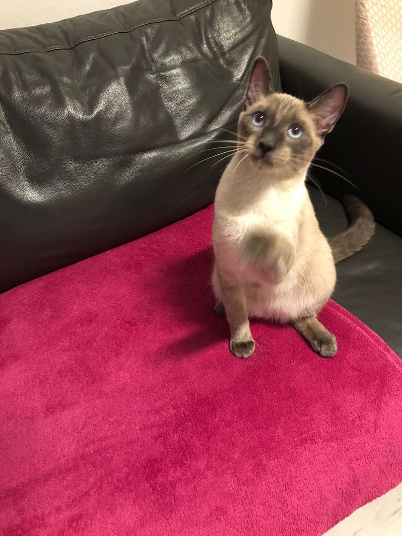 Siamkater Siamkater