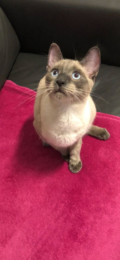 Siamkater Siamkater