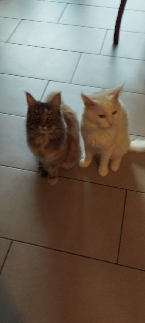 Reinrassige Maincoon Kitten