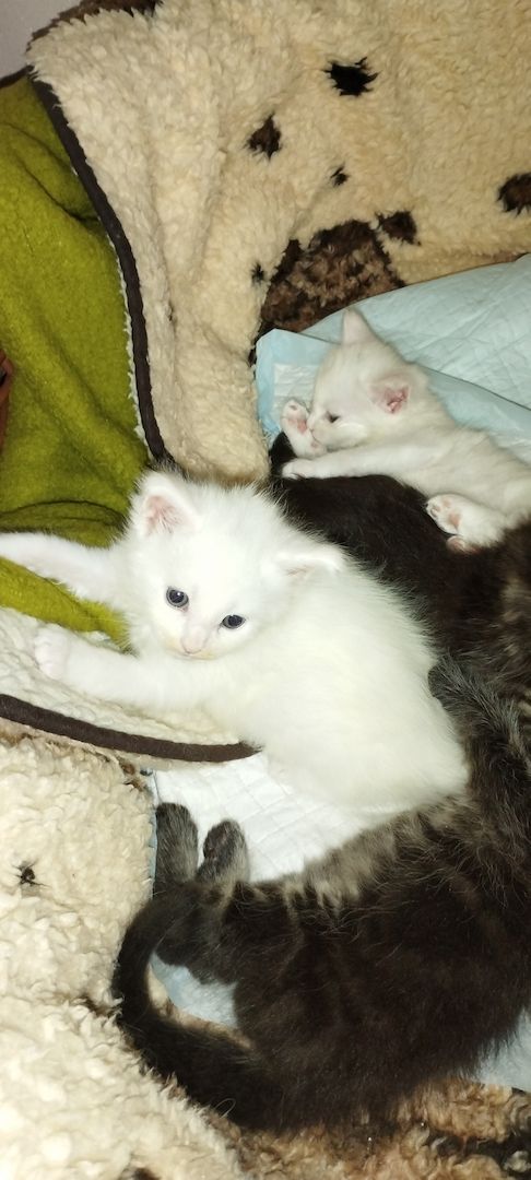 Reinrassige Maincoon Kitten