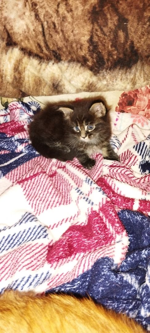 Reinrassige Maincoon Kitten