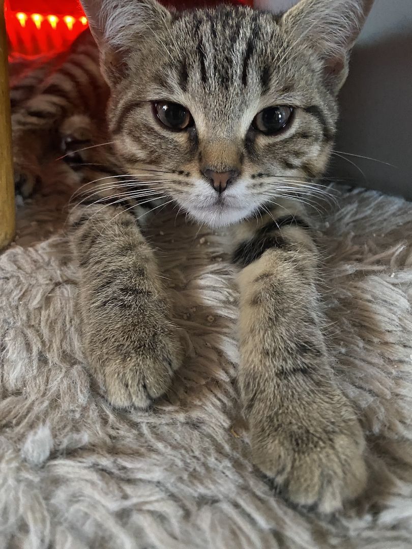Bkh Tabby kitten