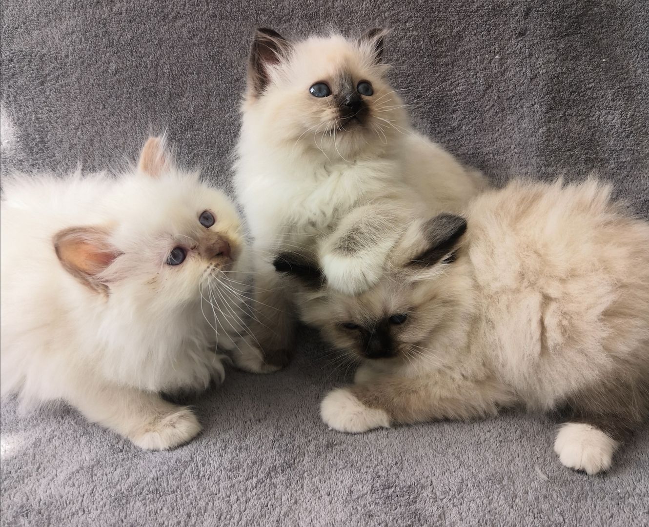 Heilige Birma Kitten suchen ein neues Zuhause