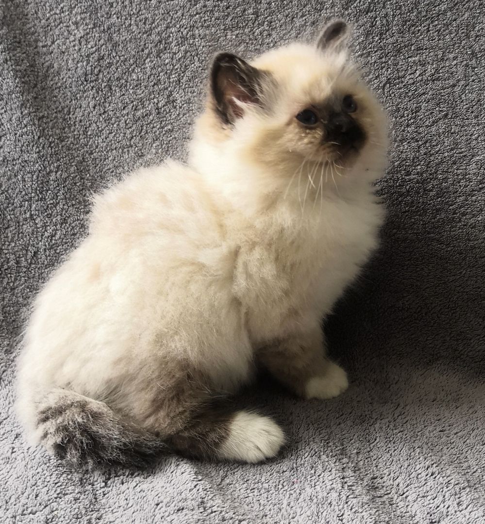 Heilige Birma Kitten suchen ein neues Zuhause