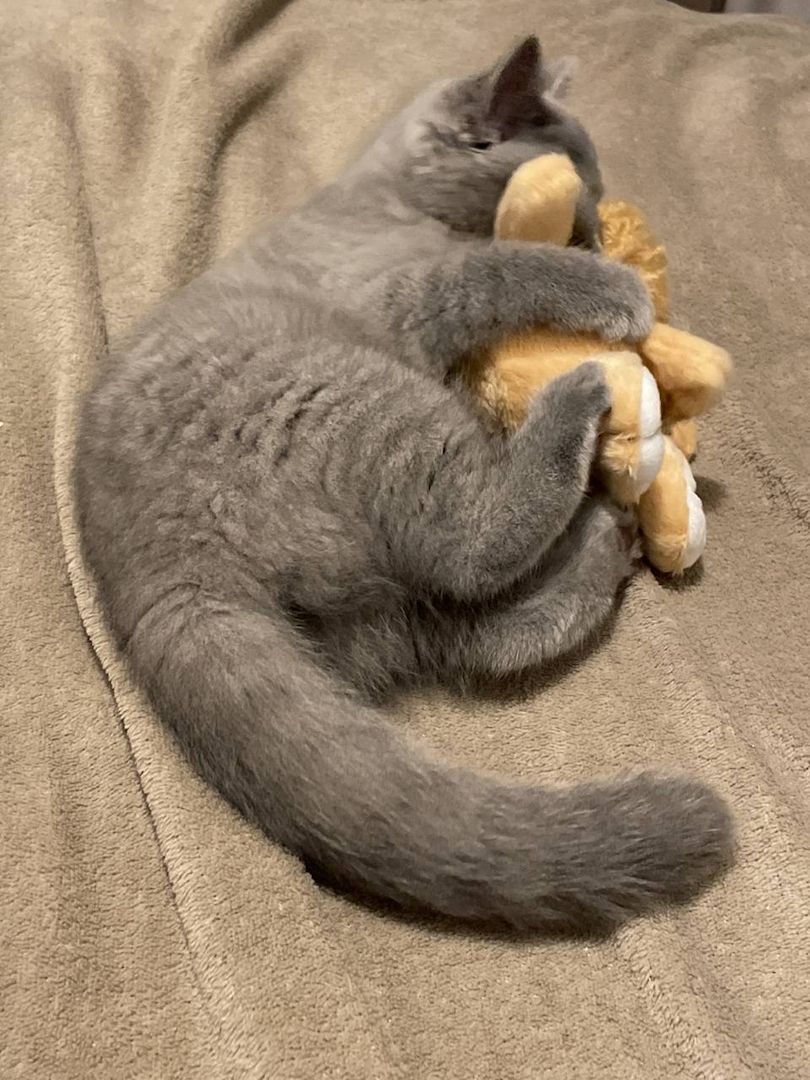 Britisch Kurzhaar Kitten