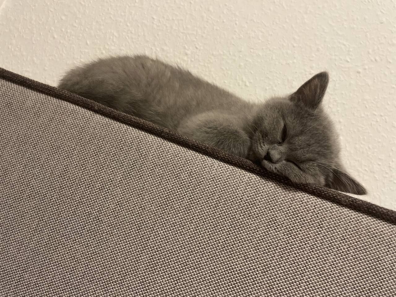 Britisch Kurzhaar Kitten