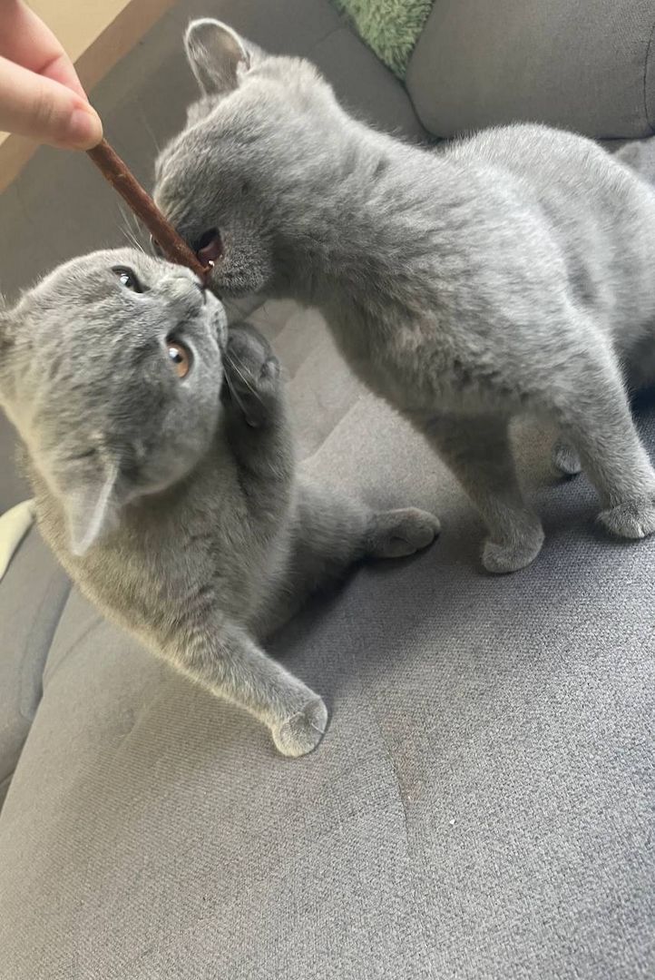 Britisch Kurzhaar Kitten