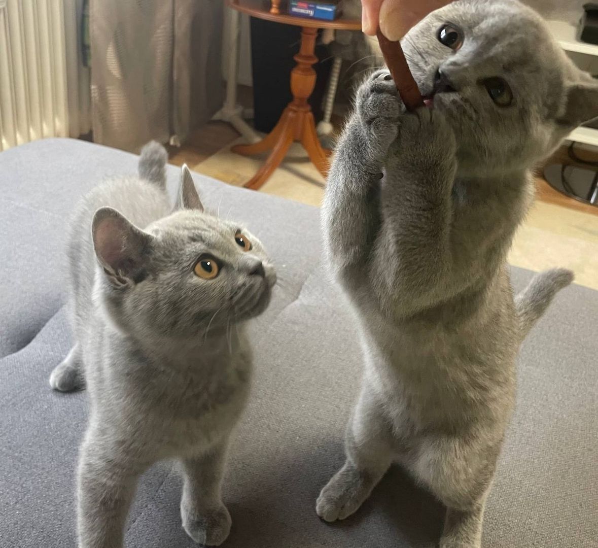 Britisch Kurzhaar Kitten