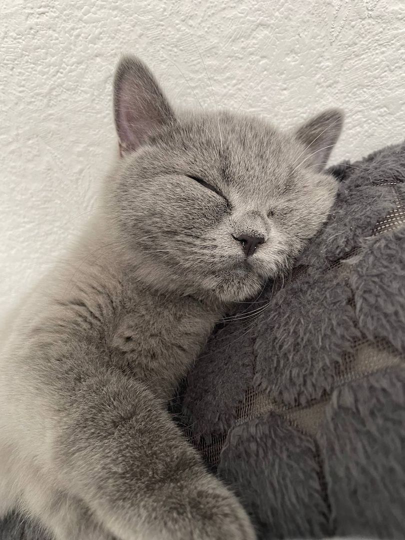 Britisch Kurzhaar Kitten