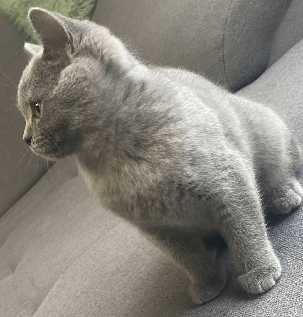 Britisch Kurzhaar Kitten