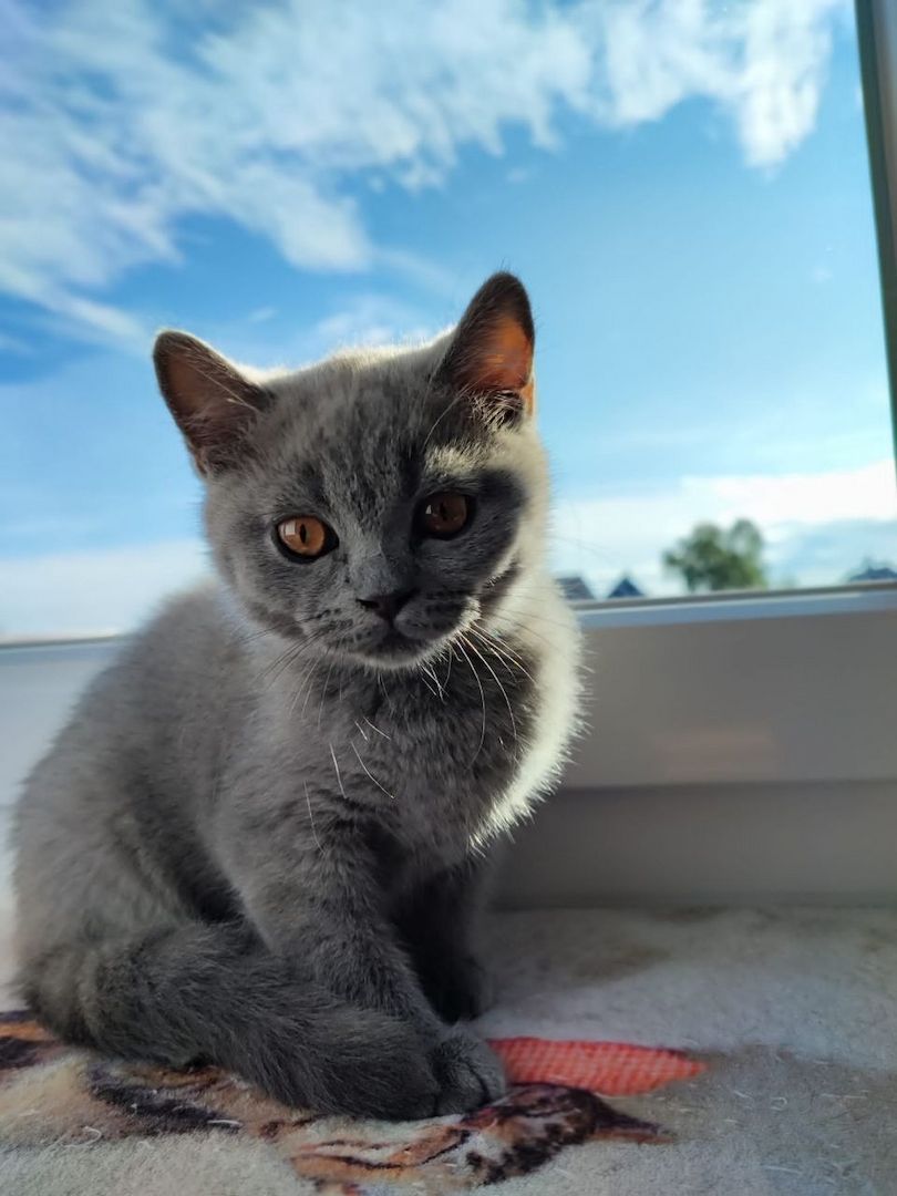 Britisch Kurzhaar Kitten