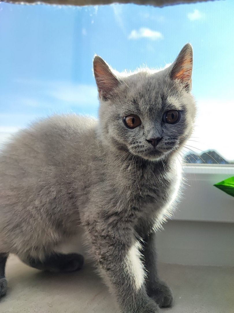 Britisch Kurzhaar Kitten