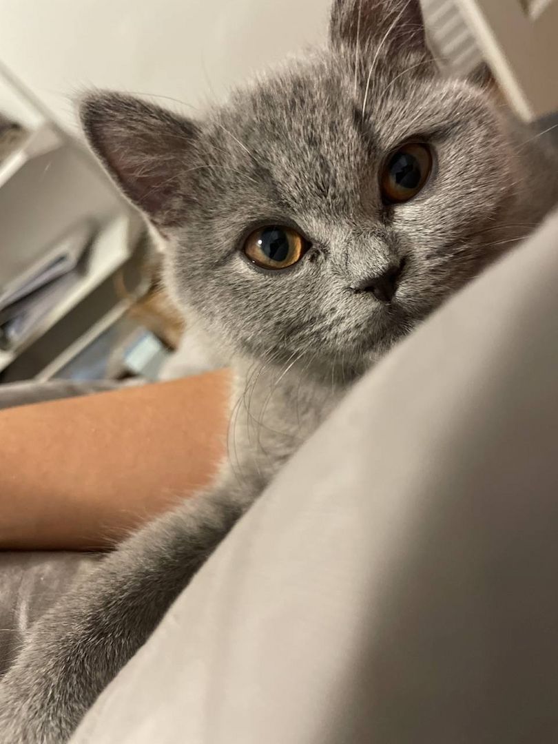 Britisch Kurzhaar Kitten