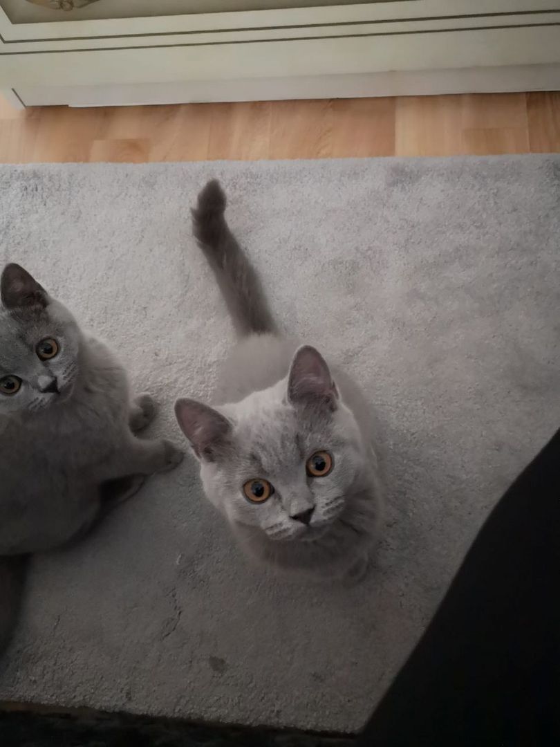 Britisch Kurzhaar Kitten