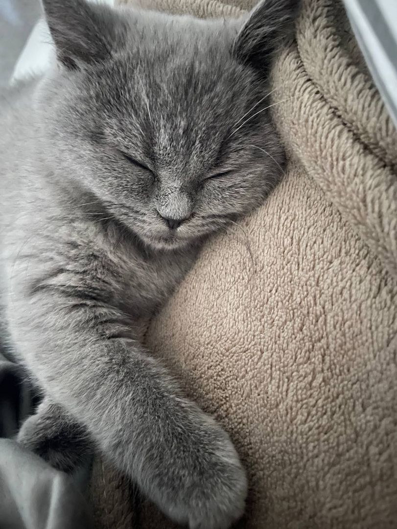 Britisch Kurzhaar Kitten