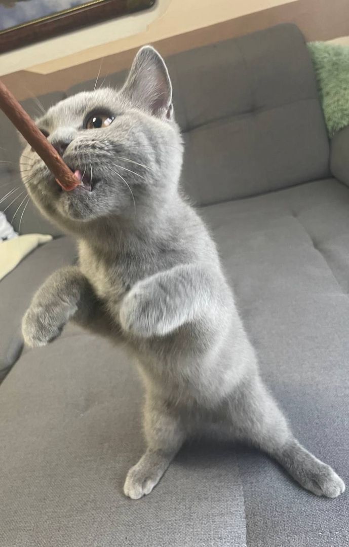 Britisch Kurzhaar Kitten