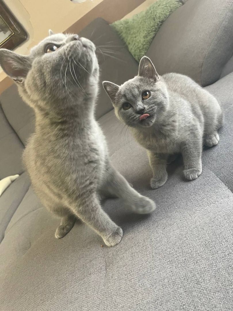 Britisch Kurzhaar Kitten