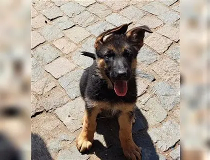 Deutsche Schäferhund Welpen