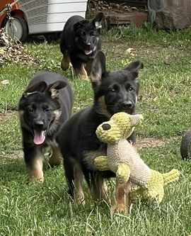 Deutsche Schäferhund Welpen