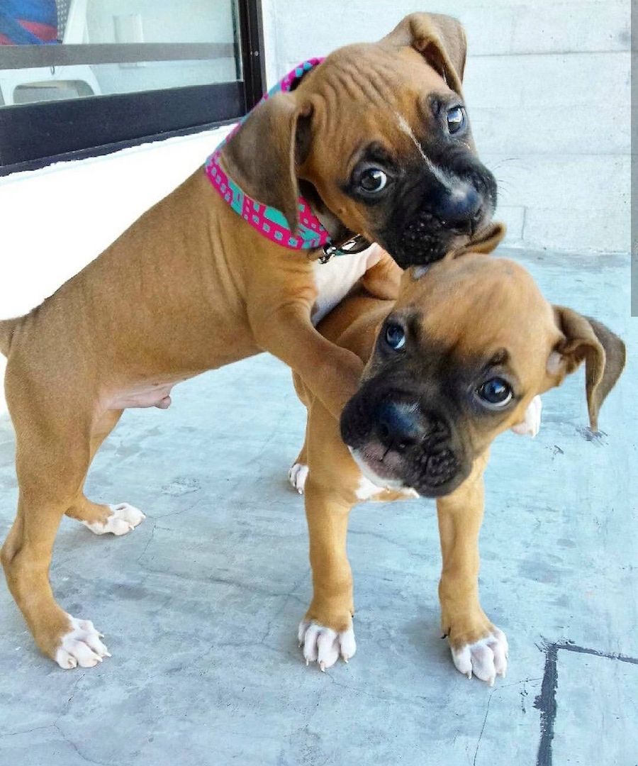 Registrierte Boxerwelpen