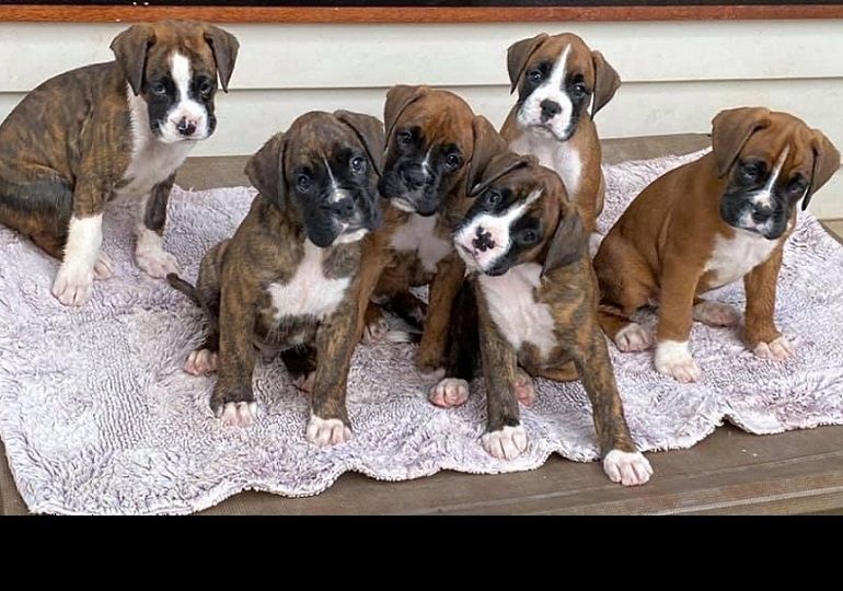 Registrierte Boxerwelpen