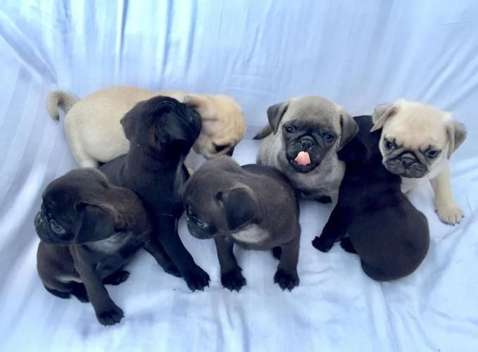 Mopswelpen verfügbar