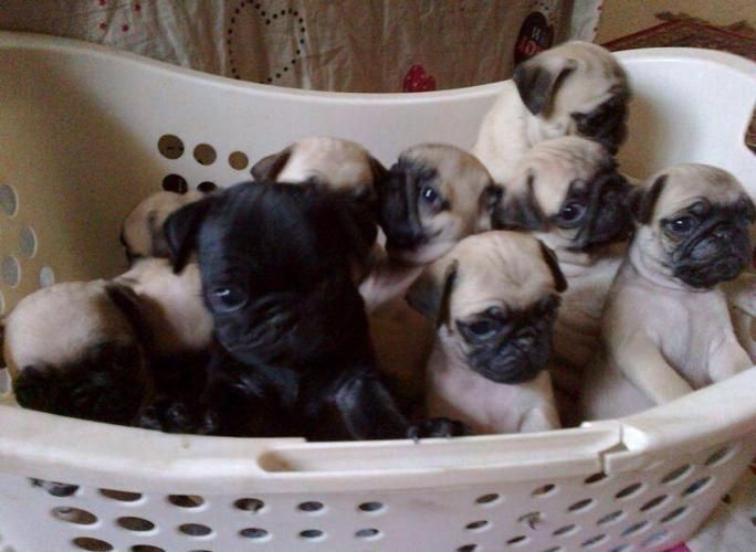 Mopswelpen verfügbar