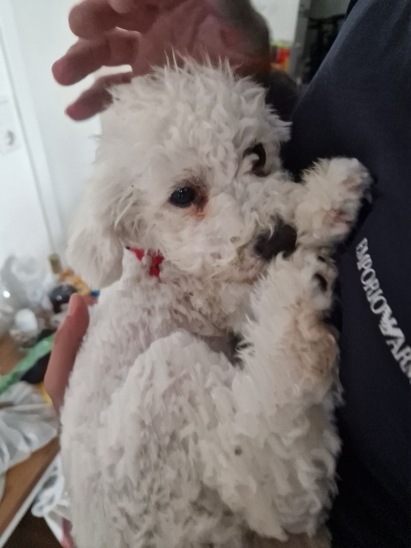Bichon Frisé such ein liebevolles Zuhause