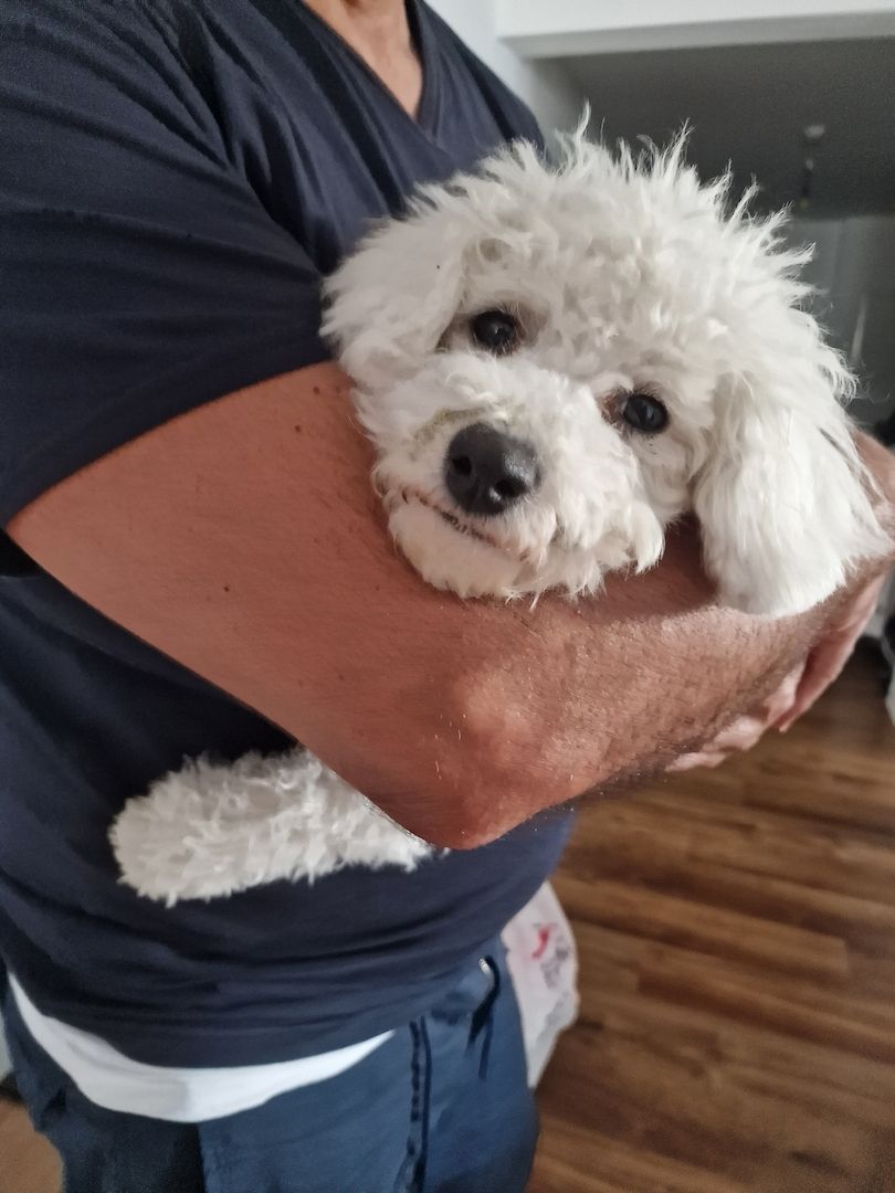Bichon Frisé such ein liebevolles Zuhause