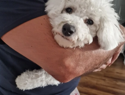 Bichon Frisé such ein liebevolles Zuhause