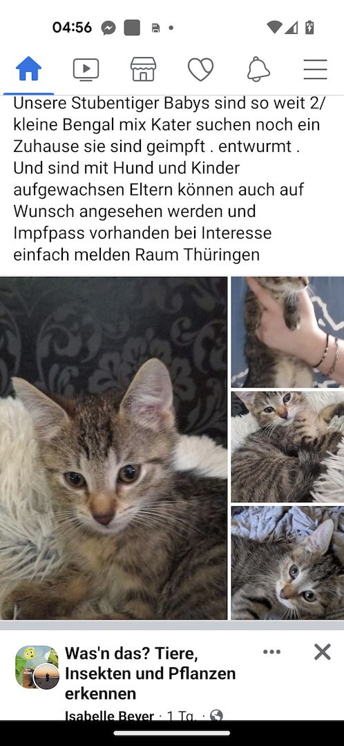 Bengal mix 12 Wochen /Kater geimpft und entwurmt Bengal mix 12 Wochen /Kater geimpft und entwurmt