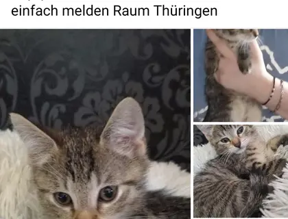 Bengal mix 12 Wochen /Kater geimpft und entwurmt