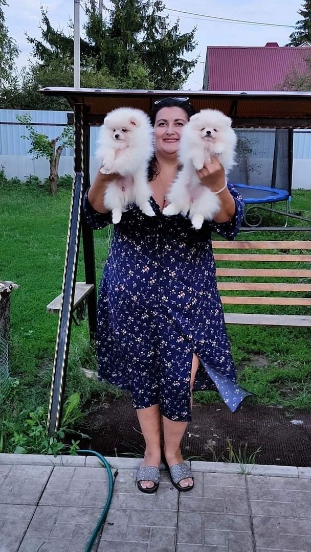 Erstaunliche kleine Pomeranian-Welpen!